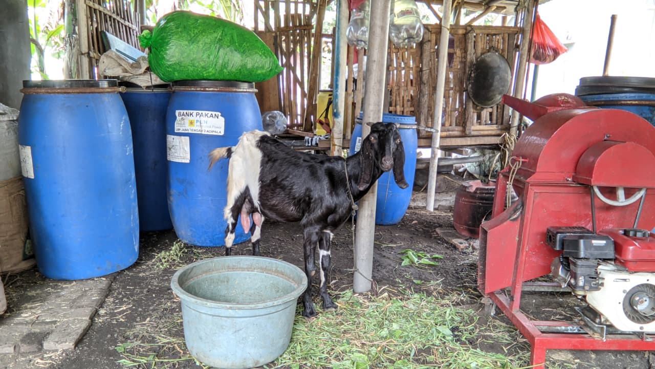 Kambing Randu Jawa