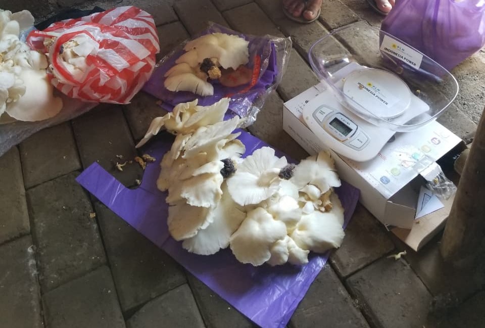 Penimbangan Hasil Jamur Tiram