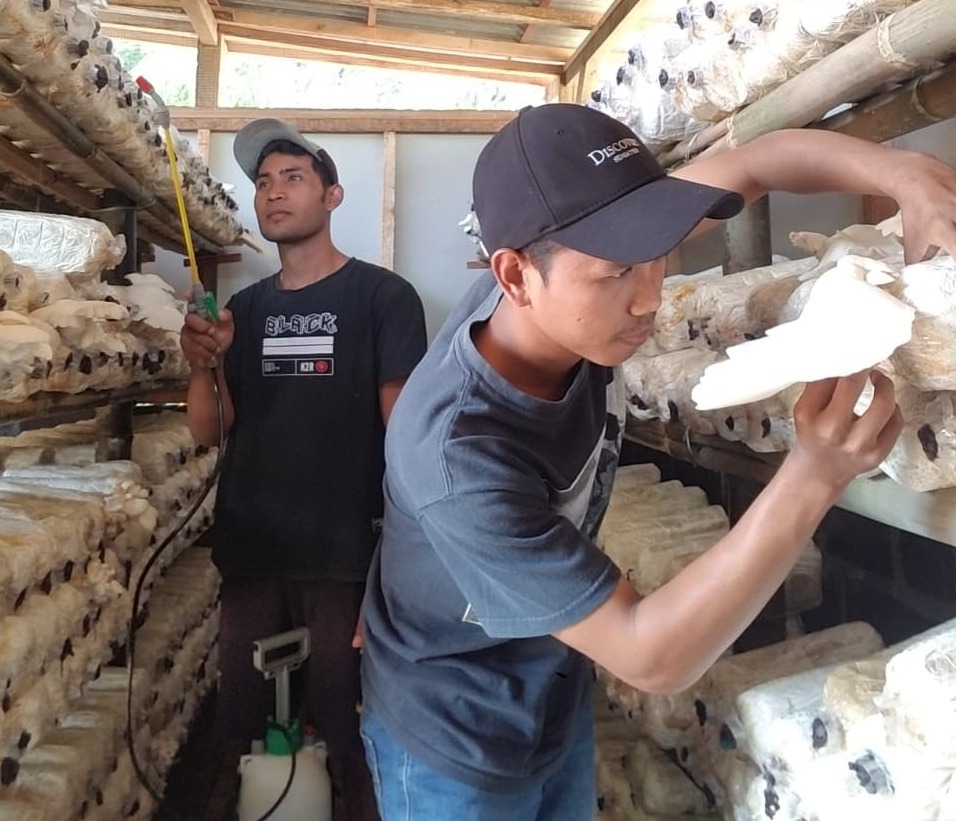 Perawatan Jamur Tiram