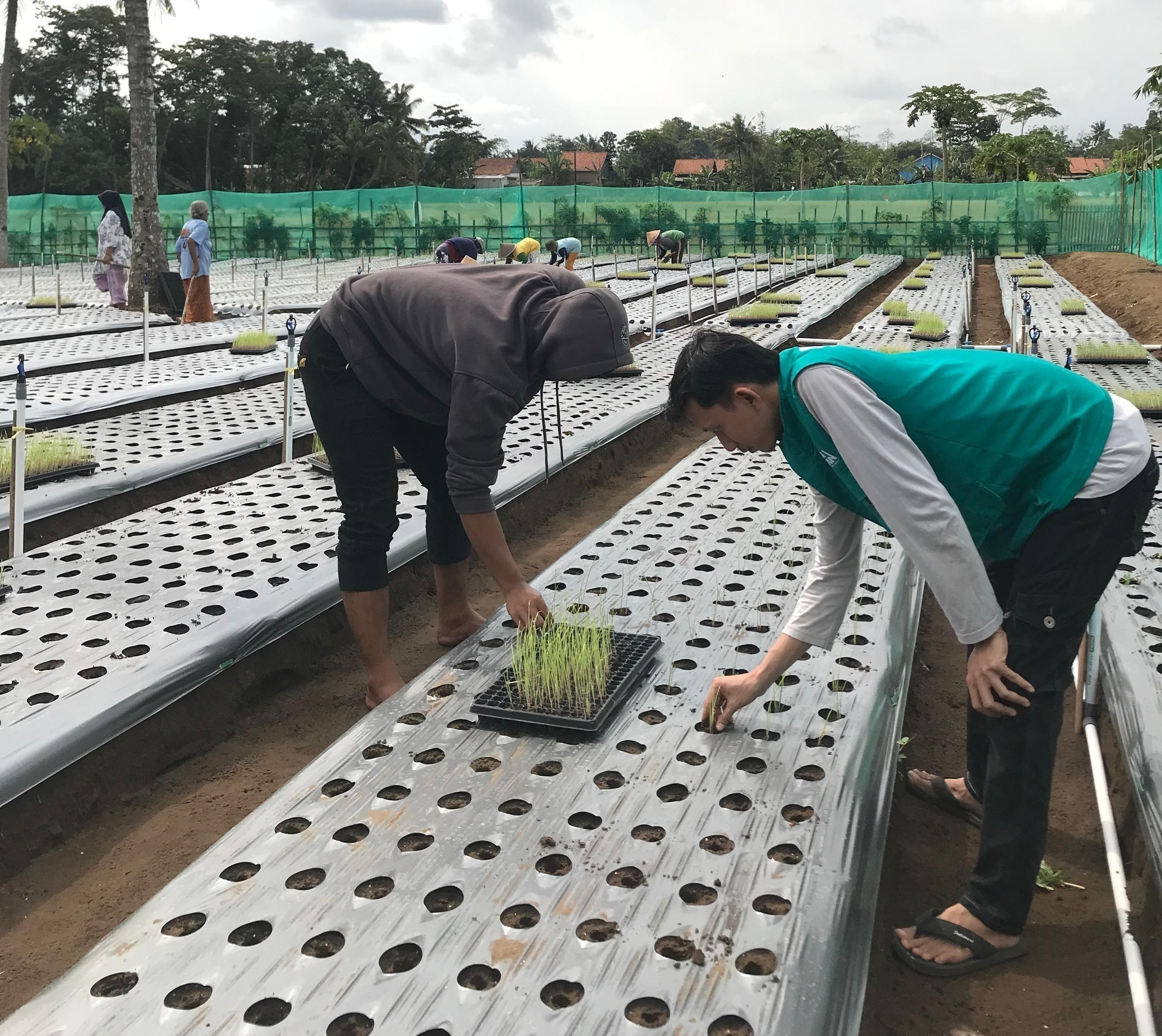 Penanaman Benih ke Bedengan