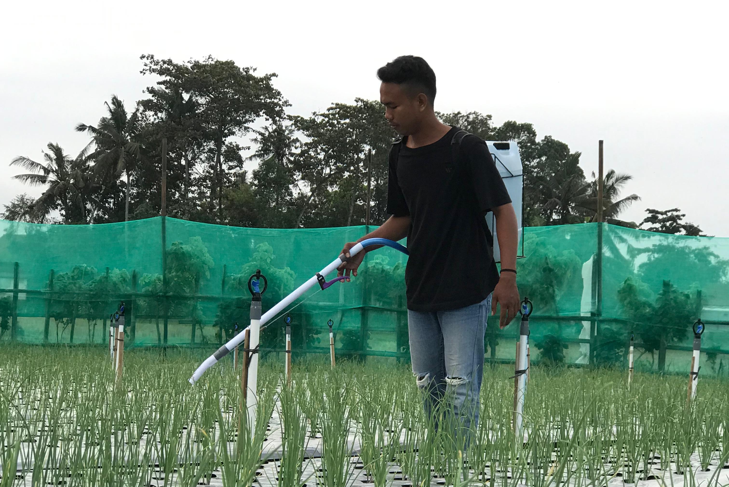 Pemupukan Tanaman Bawang Merah