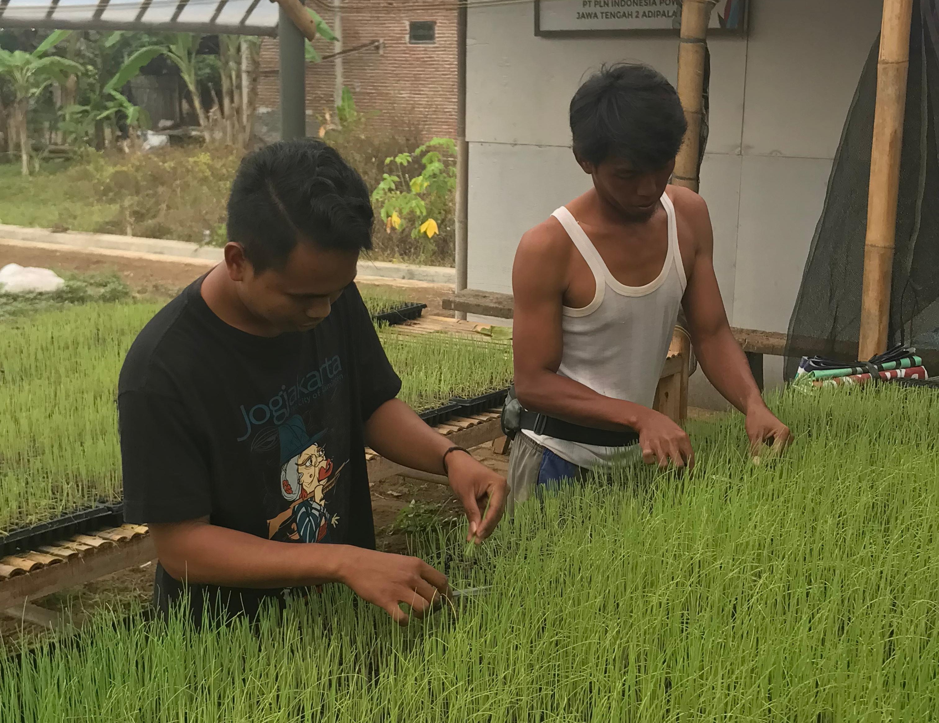 Pemruningan Bawang Merah di Tempat Persemaian